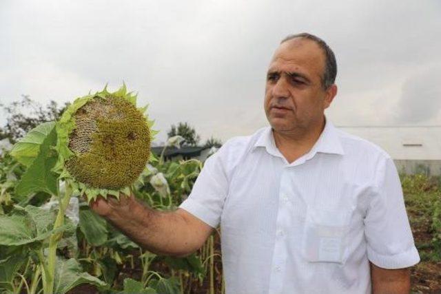 Ayçiçeğindeki Yağ Oranını Düşürüp Light Çekirdek Üretecekler