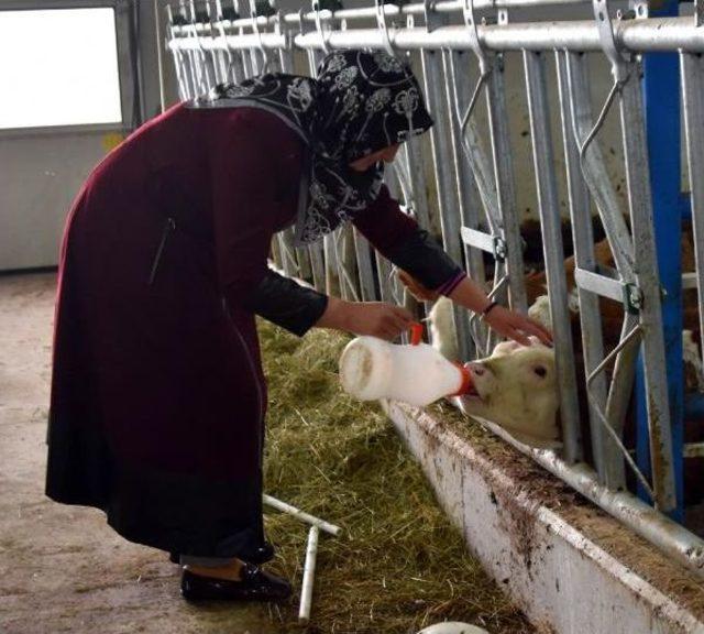 Kadın Girişimci, Devlet Desteğiyle 3 Milyon Liralık Hayvancılık Tesisi Kurdu