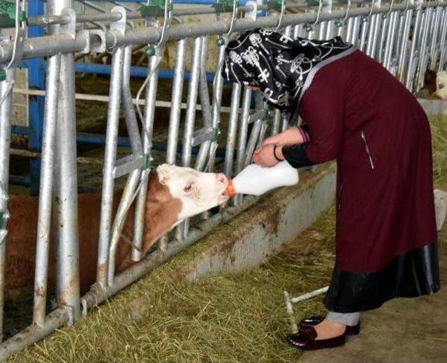 Kadın Girişimci, Devlet Desteğiyle 3 Milyon Liralık Hayvancılık Tesisi Kurdu