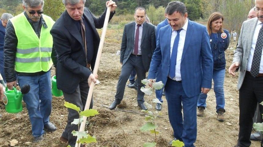 Devrek&rsquo;te Fidan Diktiler