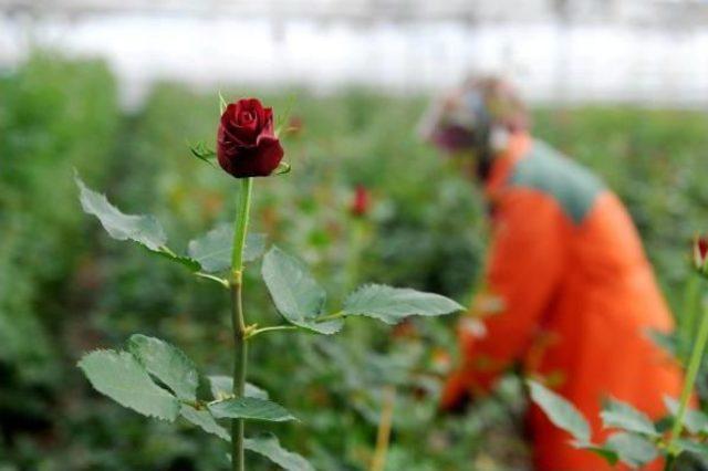 Sevgililer Günü'nde Çiçek Ihracatı Düştü