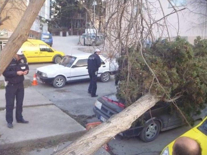 Lodos Bilecik’te Hayatı Olumsuz Etkiledi G3