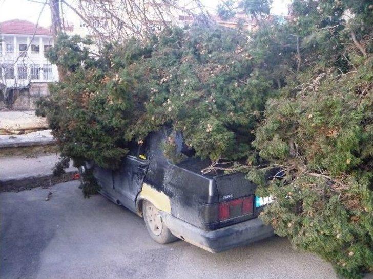 Lodos Bilecik’te Hayatı Olumsuz Etkiledi G4