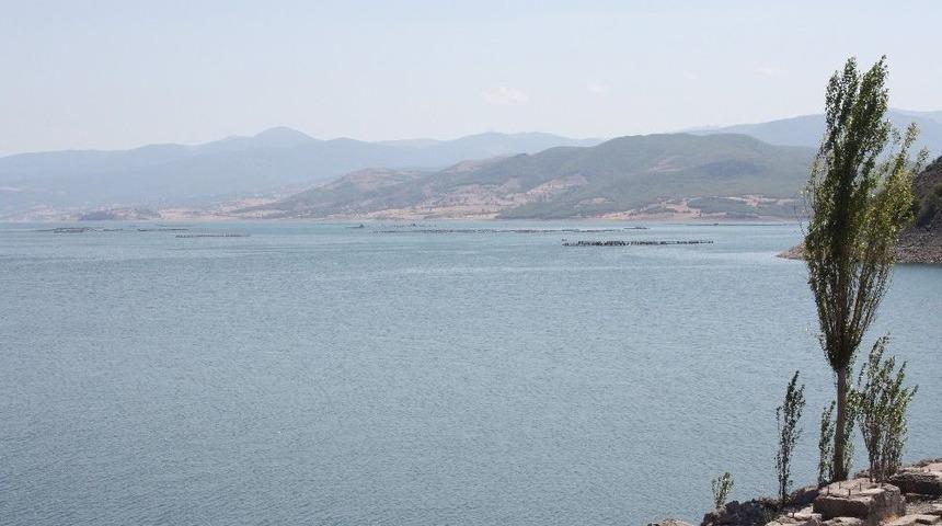 Yaşama Kayalıklardan Sıyrılarak Tutunan Kavak Ağacı