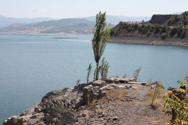 Yaşama Kayalıklardan Sıyrılarak Tutunan Kavak Ağacı