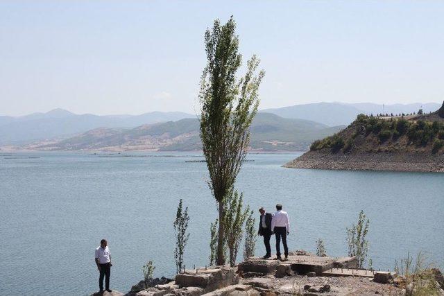 Yaşama Kayalıklardan Sıyrılarak Tutunan Kavak Ağacı