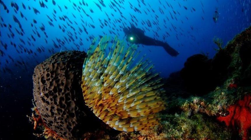 Altın Palet Sualtı G&ouml;r&uuml;nt&uuml;leme T&uuml;rkiye Şampiyonası Kuşadası&rsquo;nda Başlıyor
