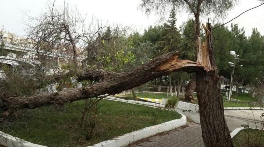 Kuşadası&rsquo;nda Fırtına Y&uuml;z&uuml;nden Ağa&ccedil;lar Devrildi