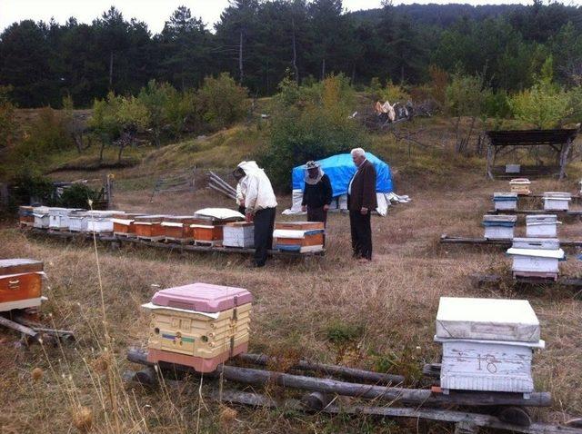 Zonguldak, Karabük Ve Bartın’da Tesis Edilen 11 Adet Bal Ormanı Arıcıların Yüzünü Güldürüyor