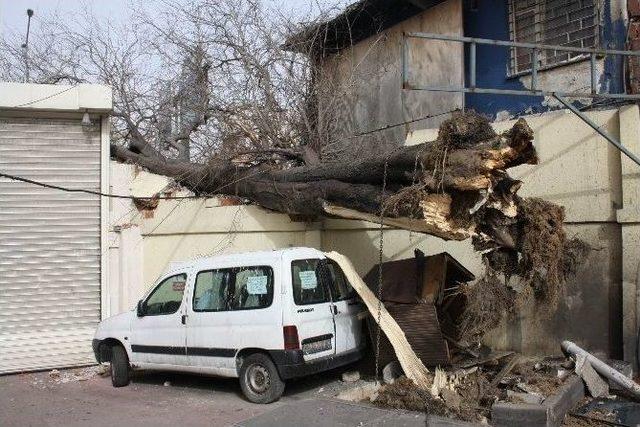 Lodos, Zincirle Bağlanan Ağacı Bile Devirdi