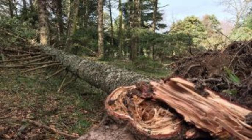 Bolu&rsquo;da Lodos Y&uuml;zlerce Ağacı Yıktı