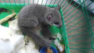 Edirne'de Bulunan Yavru Orman Yediuyuru Doğaya Salındı