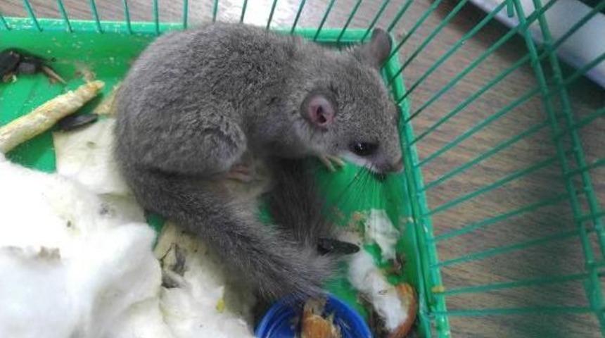 Edirne'de Bulunan Yavru Orman Yediuyuru Doğaya Salındı