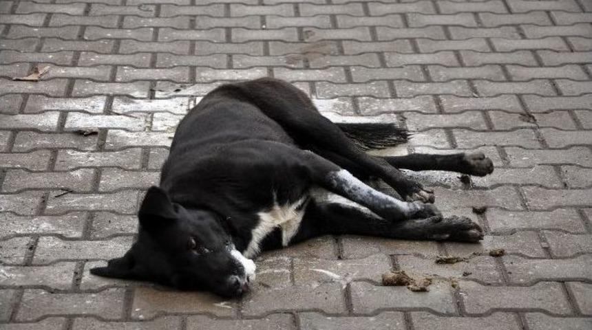 K&ouml;pek Yol Ortasında Saatlerce Can &Ccedil;ekişti