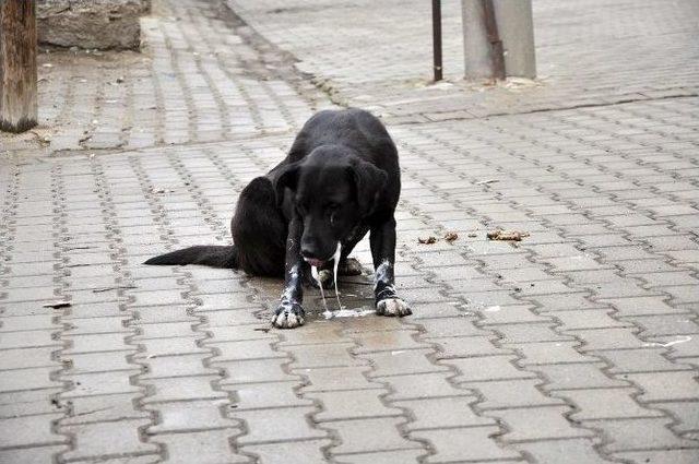 Köpek Yol Ortasında Saatlerce Can Çekişti