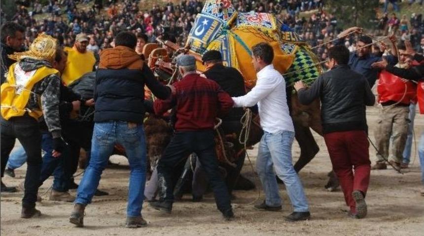 Kuşadası&rsquo;nda Deve G&uuml;reşi Şenliği