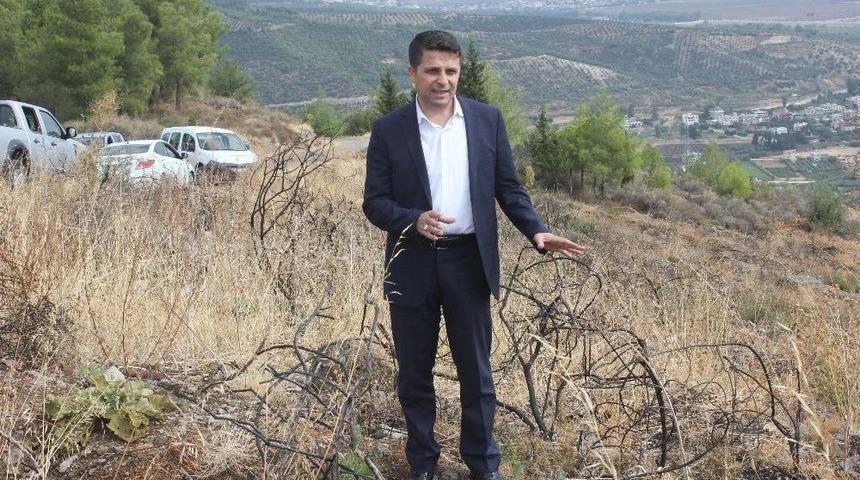 Yanan 25 Hektarlık Alana 26 Bin Fidan Dikildi