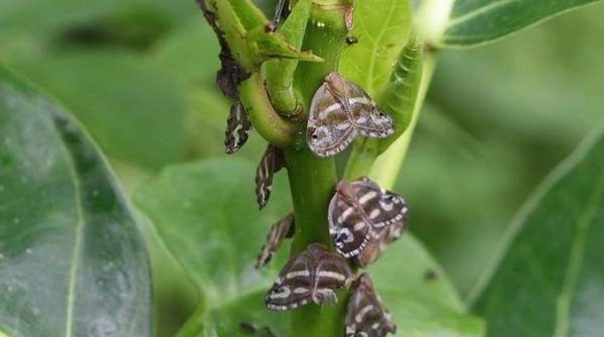 Rize’de 10 Yıldır Görülüyor Ama