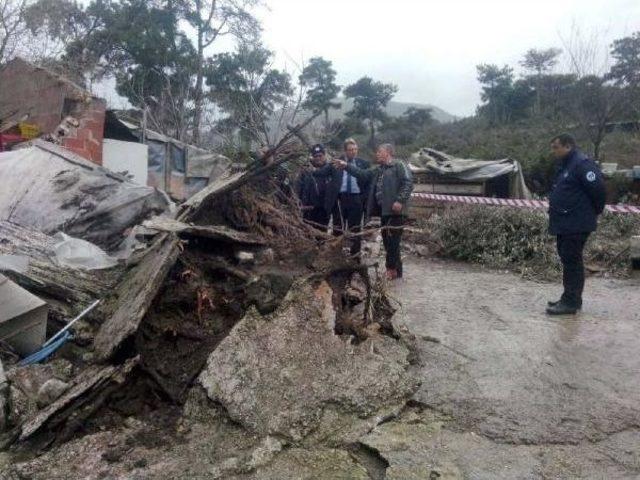 Lodos Fırtınası Manisa'da Çam Ağaçlarını Devirdi