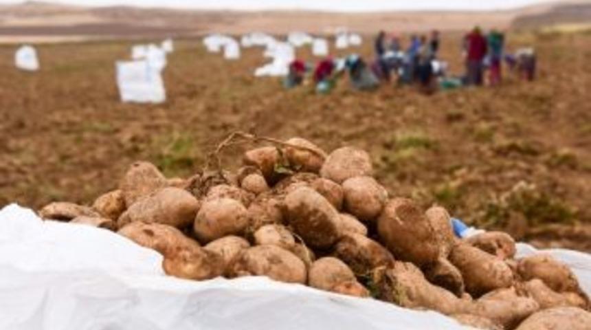 Ahlat&rsquo;ta Patates Hasadı