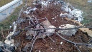 Kastamonu’da Aç Kalan Ayılar, Mezarlara Dadandı