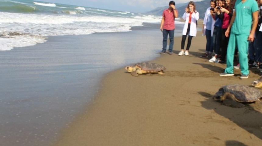 Tedavi Edilen Deniz Kaplumbağaları Doğal Ortamlarına Bırakıldı