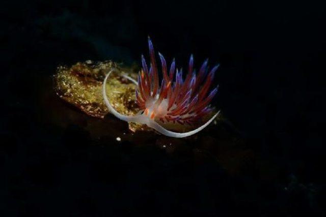 Kuşadası'ndaki Şampiyonada Deniz Dünyası Görüntülenecek