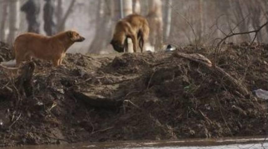 Edirne&rsquo;de Er Meydanında Sokak K&ouml;pekleri Mahsur Kaldı