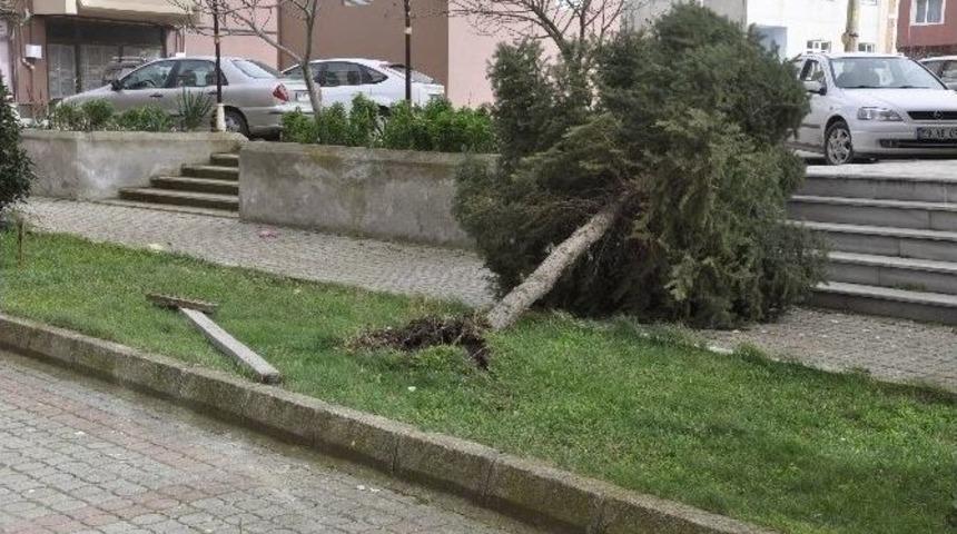 Muratlı&rsquo;da Fırtına Ağa&ccedil;ları K&ouml;k&uuml;nden S&ouml;kt&uuml;