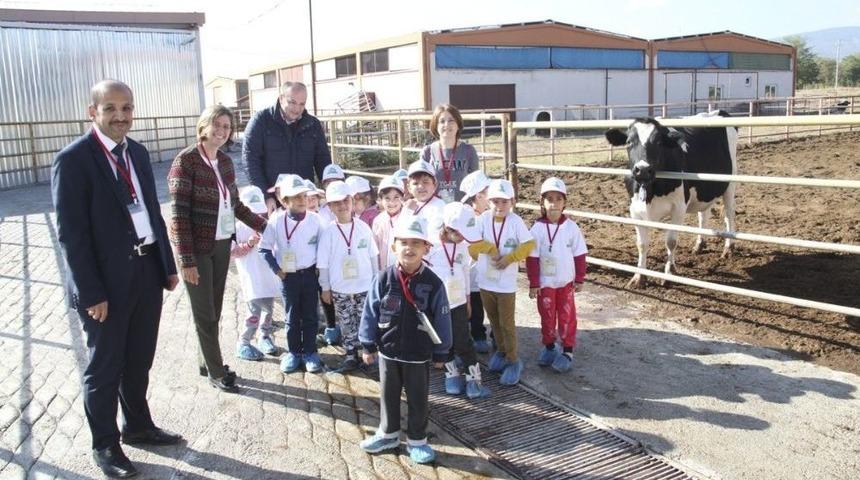 Minikler Bal, S&uuml;t Ve Yumurtanın İzinde