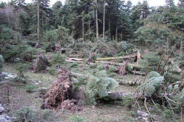 Lodos, Gölcük Tabiat Parkı'nda Ağaçları Devirdi