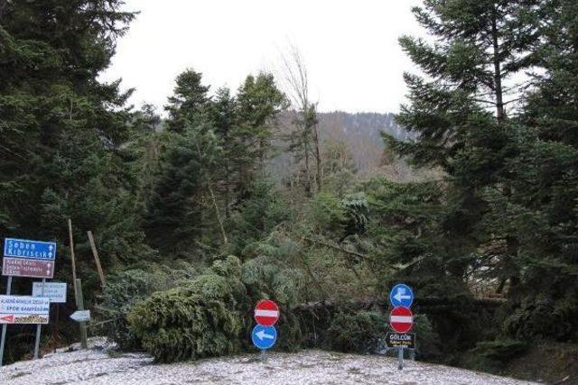 Lodos, Gölcük Tabiat Parkı'nda Ağaçları Devirdi