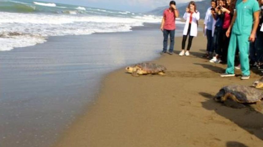 Tedavi Edilen Kaplumbağalar Denize Bırakıldı