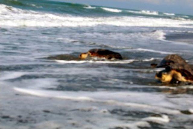 Tedavi Edilen Kaplumbağalar Denize Bırakıldı 1