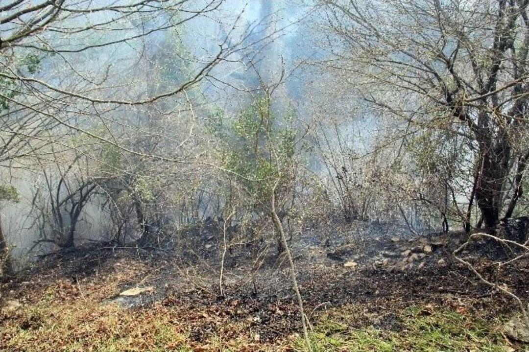 &Ccedil;atalzeytin Yemişli K&ouml;y&uuml;nde Orman Yangını