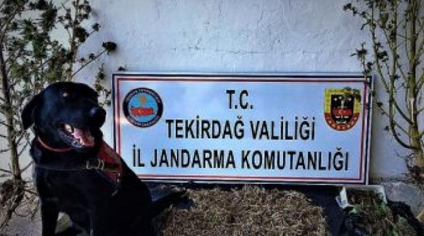 Toprağa G&ouml;m&uuml;l&uuml; Esrar Bulundu