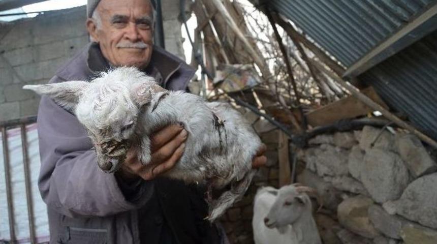 D&ouml;rt Ayağı Olmayan Oğlak Doğdu