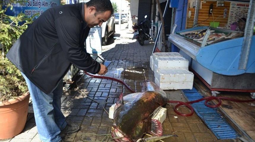 Manisa&rsquo;da Dev Yayın Balığı Şaşkınlığı