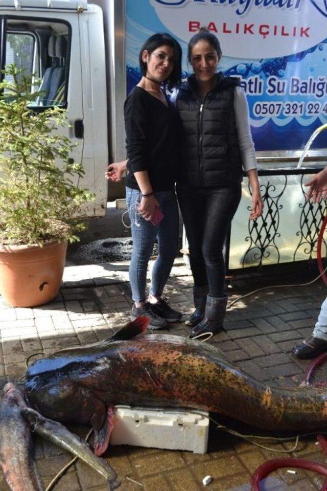 Manisa&rsquo;da Dev Yayın Balığı Şaşkınlığı 1