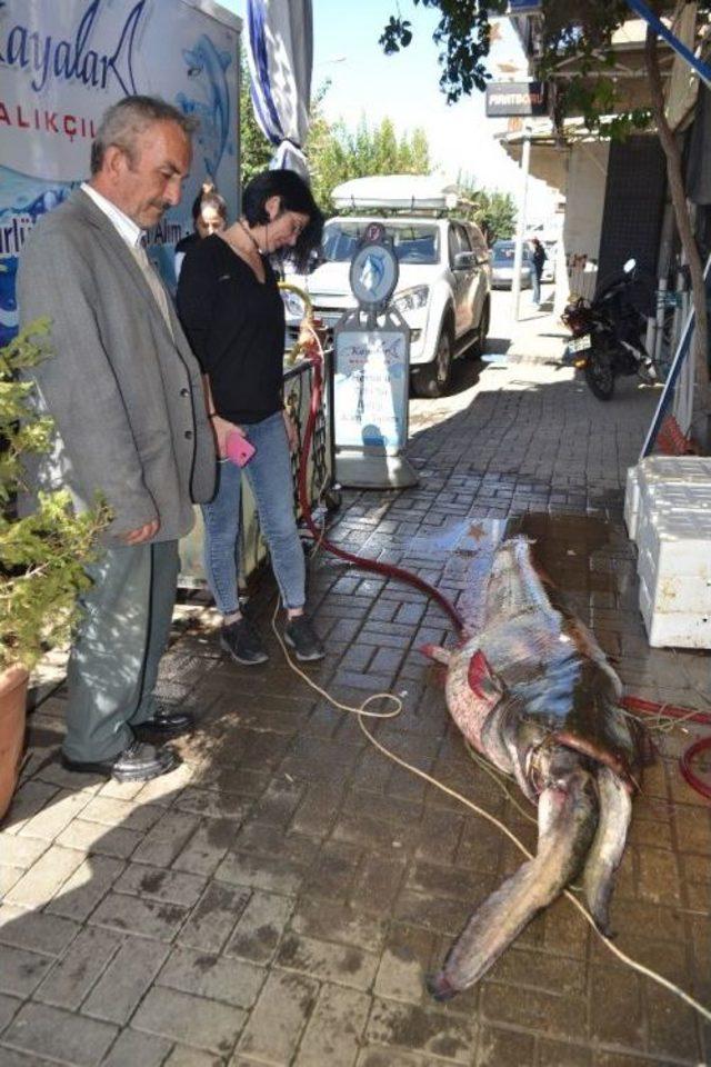 Manisa&rsquo;da Dev Yayın Balığı Şaşkınlığı 2