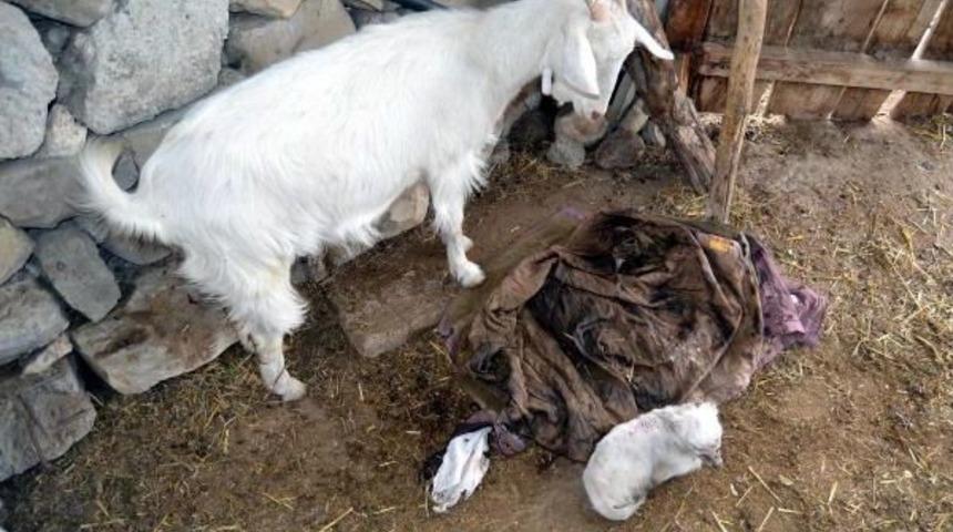 Ke&ccedil;i, Ayakları Olmayan Oğlak Doğurdu