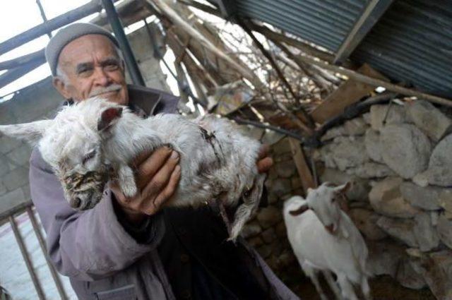 Ke&ccedil;i, Ayakları Olmayan Oğlak Doğurdu 1