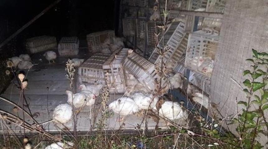 Bolu Dağı'nda Devrilen Kamyondaki Tavuklar Telef Oldu