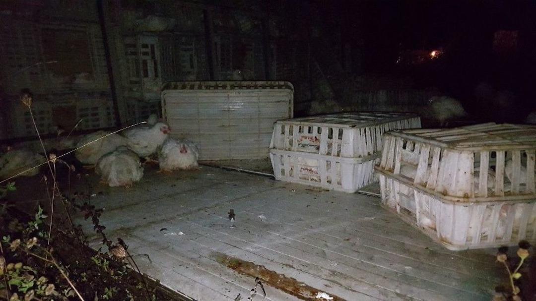 Boludağı&rsquo;nda Tavuk Y&uuml;kl&uuml; Kamyon Devrildi