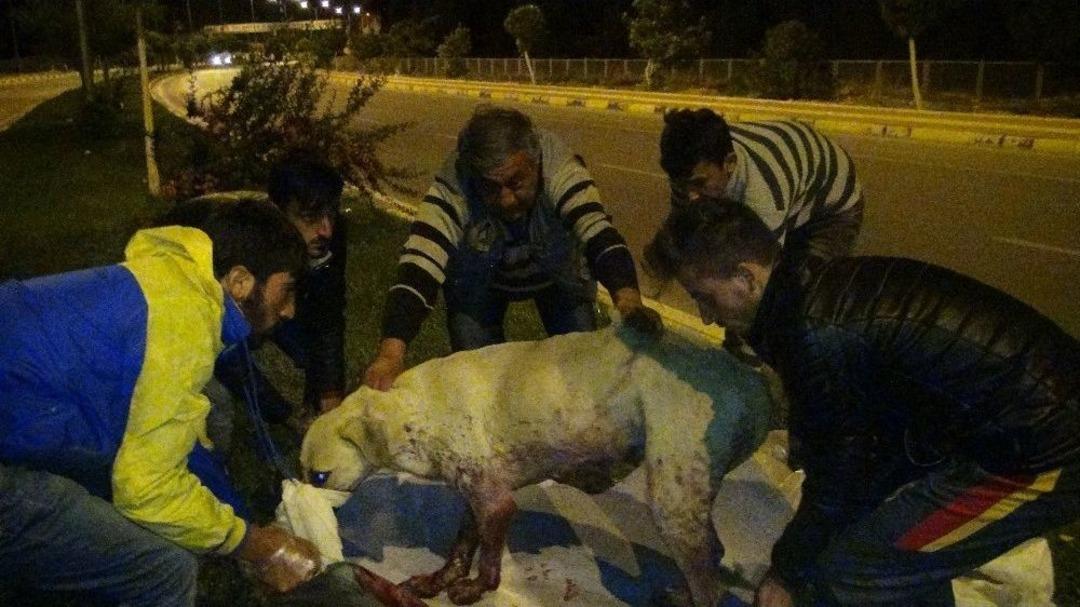 K&ouml;pekleri Acımadan Silahla Vurdular