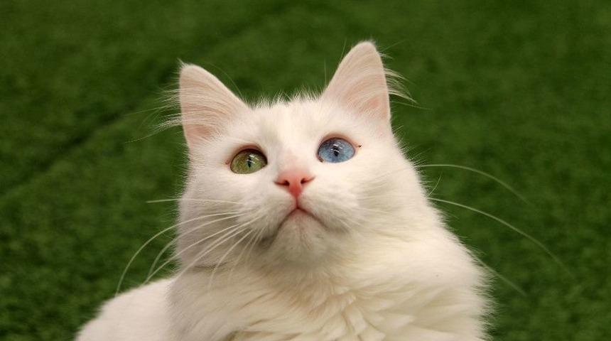 (&ouml;zel Haber) En G&uuml;zel Van Kedisi &lsquo;kartopu&rsquo; Oldu