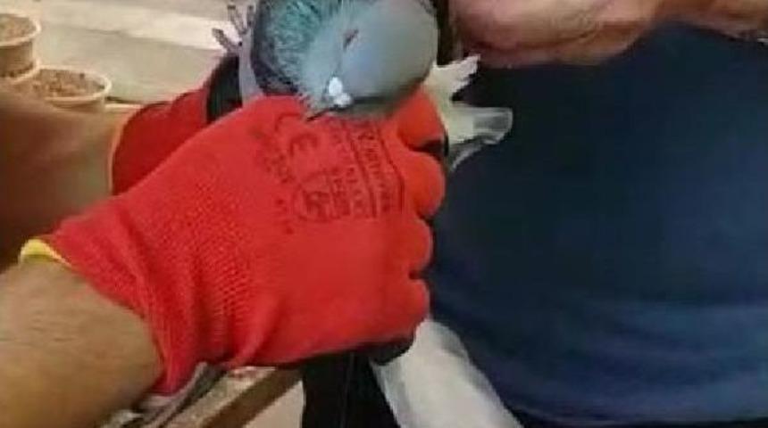 Ağa&ccedil;ta Ipe Takılan G&uuml;vencini Itfaiye Kurtardı