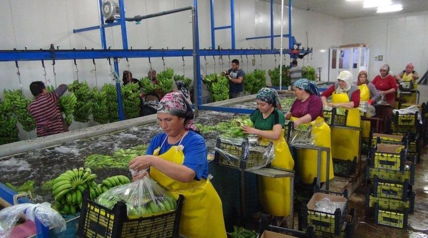 Silifke&rsquo;de Muz Hasadı Başladı