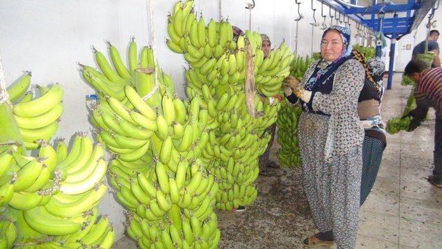 Silifke’de Muz Hasadı Başladı