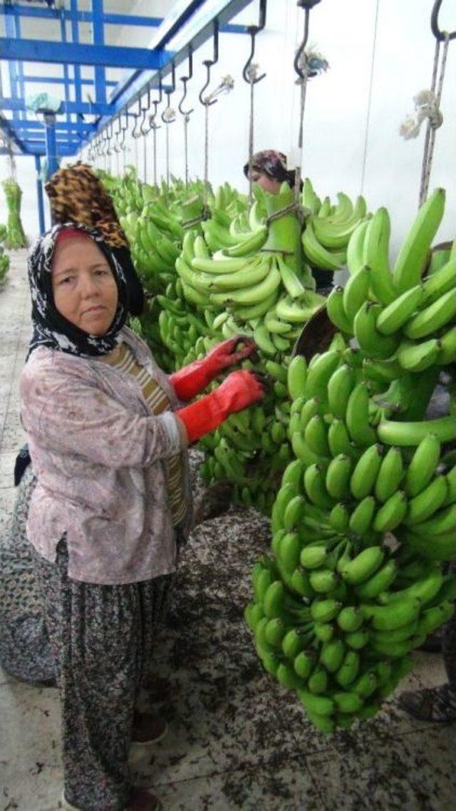 Silifke’de Muz Hasadı Başladı